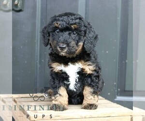 Bernedoodle (Miniature) Puppy for sale in LANCASTER, PA, USA