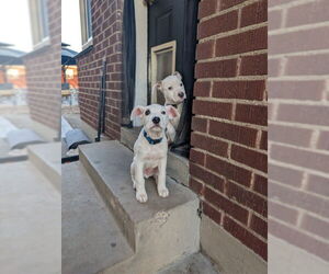 Mutt Dogs for adoption in Sandy, UT, USA