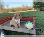 Small Photo #2 Golden Retriever Puppy For Sale in SPARTA, KY, USA