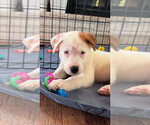 Small #4 Great Pyrenees Mix