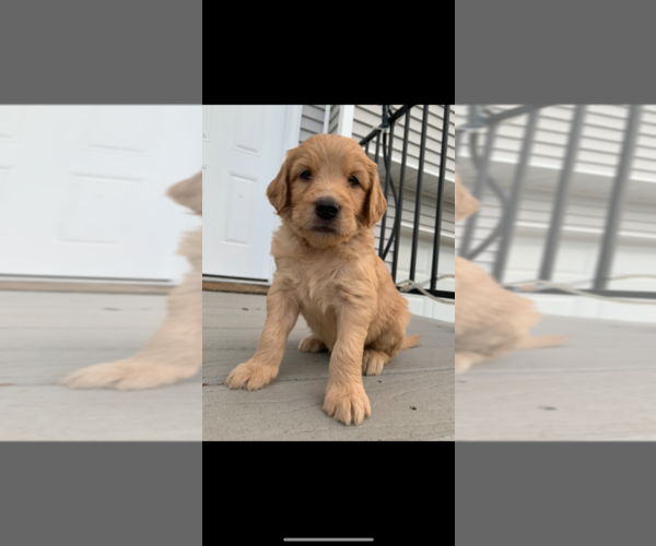 Medium Photo #1 Goldendoodle Puppy For Sale in RATHDRUM, ID, USA