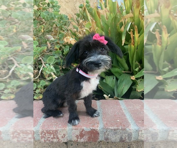 Medium Photo #2 Schnoodle (Miniature) Puppy For Sale in RANCHO CALIFORNIA, CA, USA