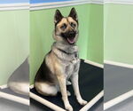 Small #5 German Shepherd Dog-Huskies  Mix
