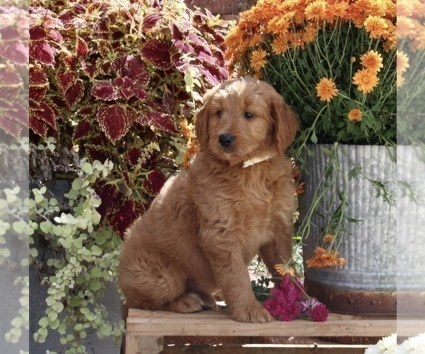 Full screen Photo #4 Goldendoodle Puppy For Sale in FREDERICKSBURG, OH, USA