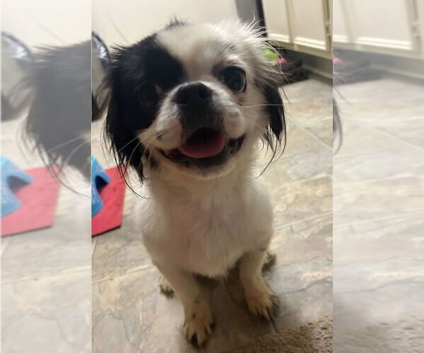 Medium Photo #3 Japanese Chin-Unknown Mix Puppy For Sale in Lakewood, CO, USA