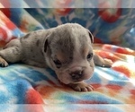 Small Photo #4 English Bulldog Puppy For Sale in RICHMOND, VA, USA
