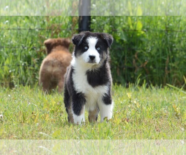 Medium Photo #2 Miniature Australian Shepherd Puppy For Sale in STEPHENVILLE, TX, USA