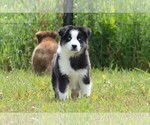 Small Photo #2 Miniature Australian Shepherd Puppy For Sale in STEPHENVILLE, TX, USA