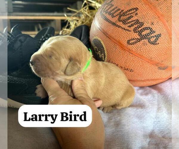 Medium Photo #9 Golden Retriever Puppy For Sale in LIME SPRINGS, IA, USA