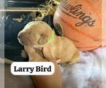 Small Photo #9 Golden Retriever Puppy For Sale in LIME SPRINGS, IA, USA