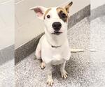 Small #1 Labrador Retriever Mix