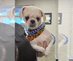 Small #2 Shih Tzu