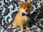 Small Photo #9 Pom-Shi Puppy For Sale in HONEY BROOK, PA, USA