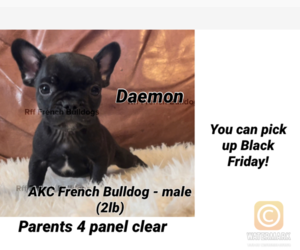 French Bulldog Puppy for sale in ELLICOTT, CO, USA