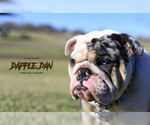 Small Photo #2 Bulldog Puppy For Sale in HOUSTON, TX, USA