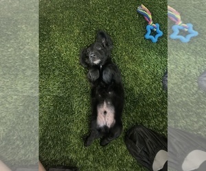 Dachshund Puppy for sale in DALLAS, TX, USA