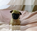 Small Photo #11 Pug Puppy For Sale in SAINT PAUL, MN, USA