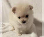 Small Photo #5 Pomeranian Puppy For Sale in PORTLAND, ME, USA