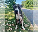 Small #5 American Bulldog Mix