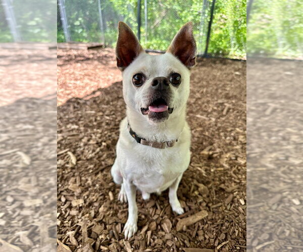Medium Photo #2 Chihuahua Puppy For Sale in Lawrenceville, NJ, USA