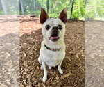 Small #1 Chihuahua