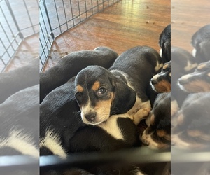 Bagle Hound Puppy for sale in WADDY, KY, USA