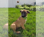 Small #1 German Shepherd Dog Mix