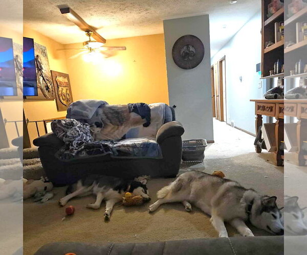 Medium Photo #12 German Shepherd Dog Puppy For Sale in Gretna, NE, USA