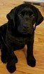 Small Photo #7 Labrador Retriever Puppy For Sale in LACEY, WA, USA