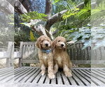 Small #3 Golden Retriever