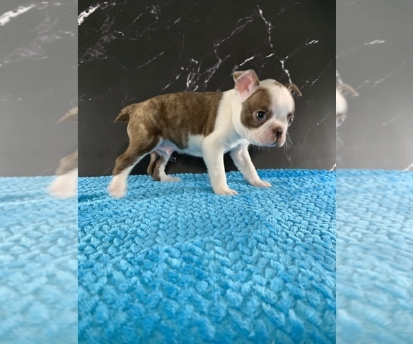Medium Photo #19 Boston Terrier Puppy For Sale in TULARE, CA, USA
