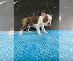 Small #18 Boston Terrier