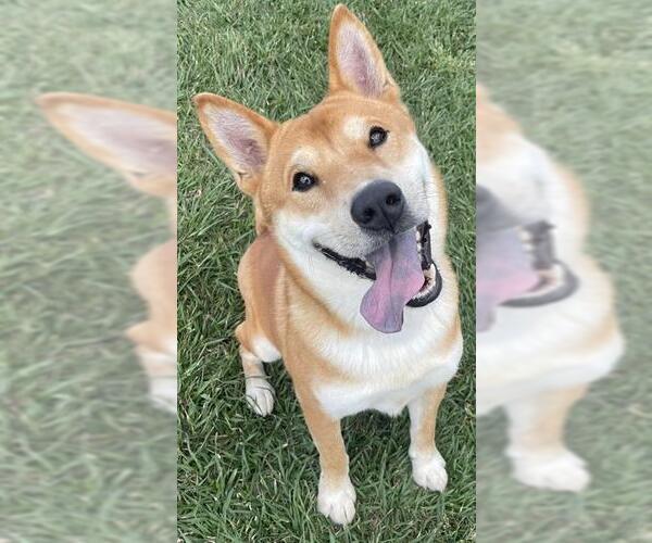 Medium Photo #5 Shiba Inu-Unknown Mix Puppy For Sale in Rosenberg, TX, USA