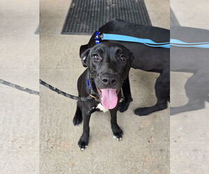 Jax - Male Siberian Husky-Unknown Mix Dog for Adoption - Photo #7