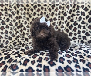 ShihPoo Puppy for sale in LAKELAND, FL, USA