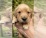 Image preview for Ad Listing. Nickname: Green Collar