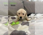 Puppy Blanco Golden Retriever
