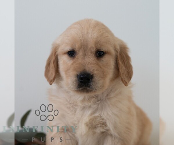 Medium Photo #1 Golden Retriever Puppy For Sale in NEWPORT, PA, USA