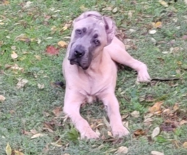 Medium Photo #1 Cane Corso Puppy For Sale in ROACHDALE, IN, USA