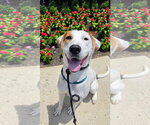 Small #1 Beagle Mix