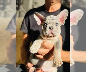 French Bulldog Puppy for sale in DENVER, CO, USA
