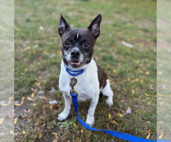 Medium Photo #2 Mutt Puppy For Sale in Boston, MA, USA