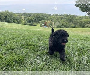 Labradoodle Puppy for sale in CHARITON, IA, USA