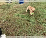 Small Photo #4 Cocker Spaniel Puppy For Sale in CROSS TIMBERS, MO, USA