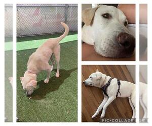 Labrador Retriever-Unknown Mix Dogs for adoption in San Antonio, TX, USA