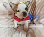 Small Photo #8 French Bulldog Puppy For Sale in W LINN, OR, USA