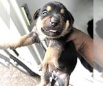 Small #1 German Shepherd Dog Mix