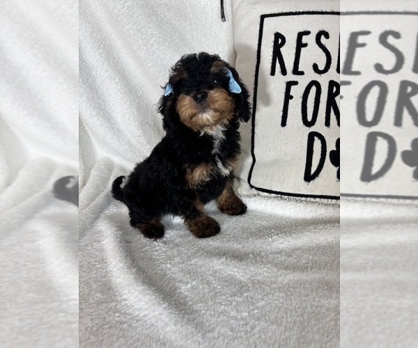 Medium Photo #3 Bernedoodle Puppy For Sale in GREENFIELD, IN, USA