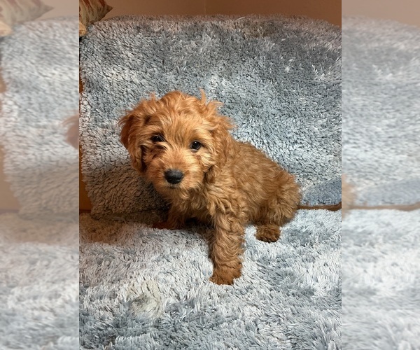 Medium Photo #2 Cavalier King Charles Spaniel-Poodle (Toy) Mix Puppy For Sale in CANON CITY, CO, USA