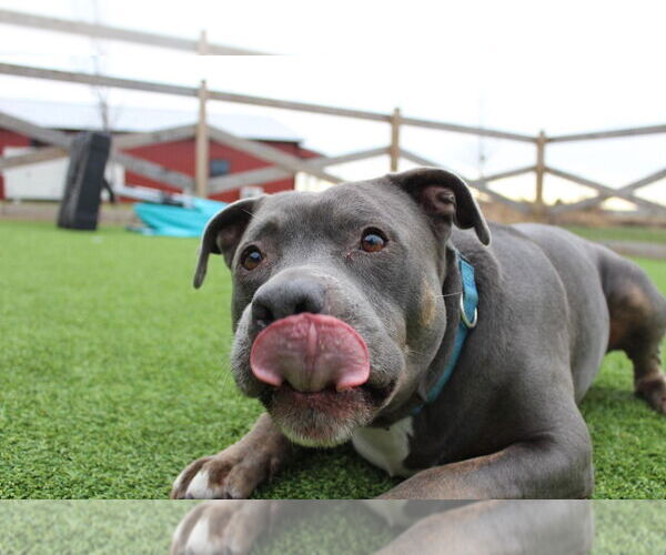 Medium Photo #13 Mutt Puppy For Sale in Chestertown, MD, USA